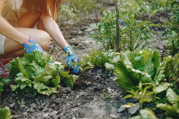 Design an Edible Landscape That Works and Wows